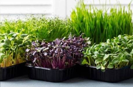 Микрозелень у вас дома. Выращивание микрозелени