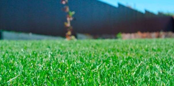 Молодой газон