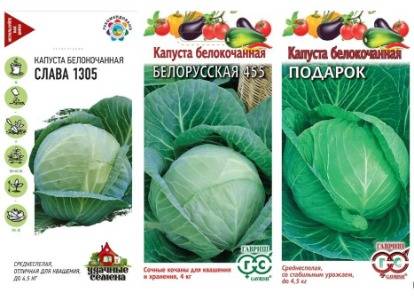 Капуста средняя