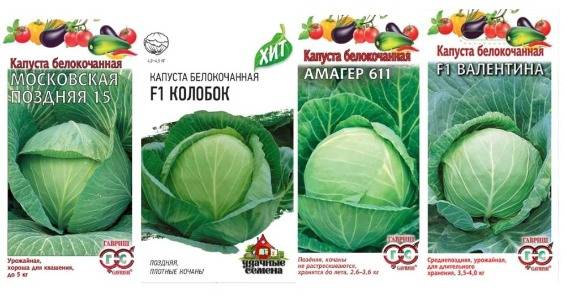 Капуста поздняя